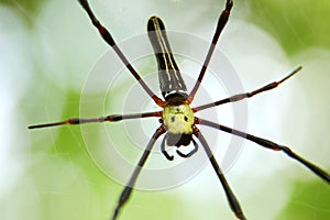 Â spider on the web, top view